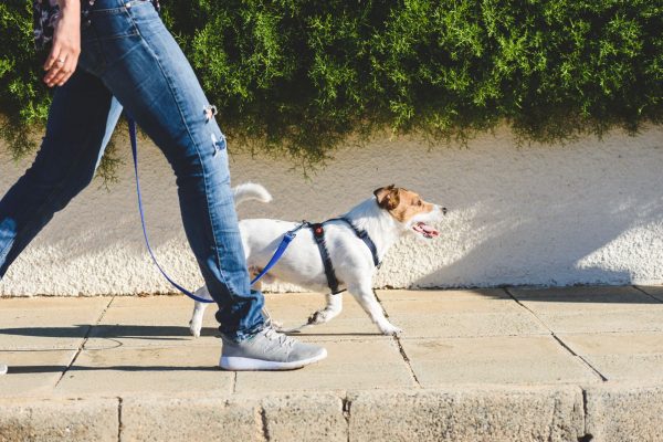 How technology is helpful for pet-care industry
